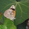 Sevenia sp.